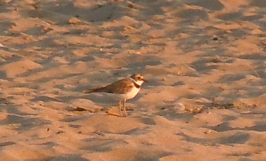 Uccello in spiaggia